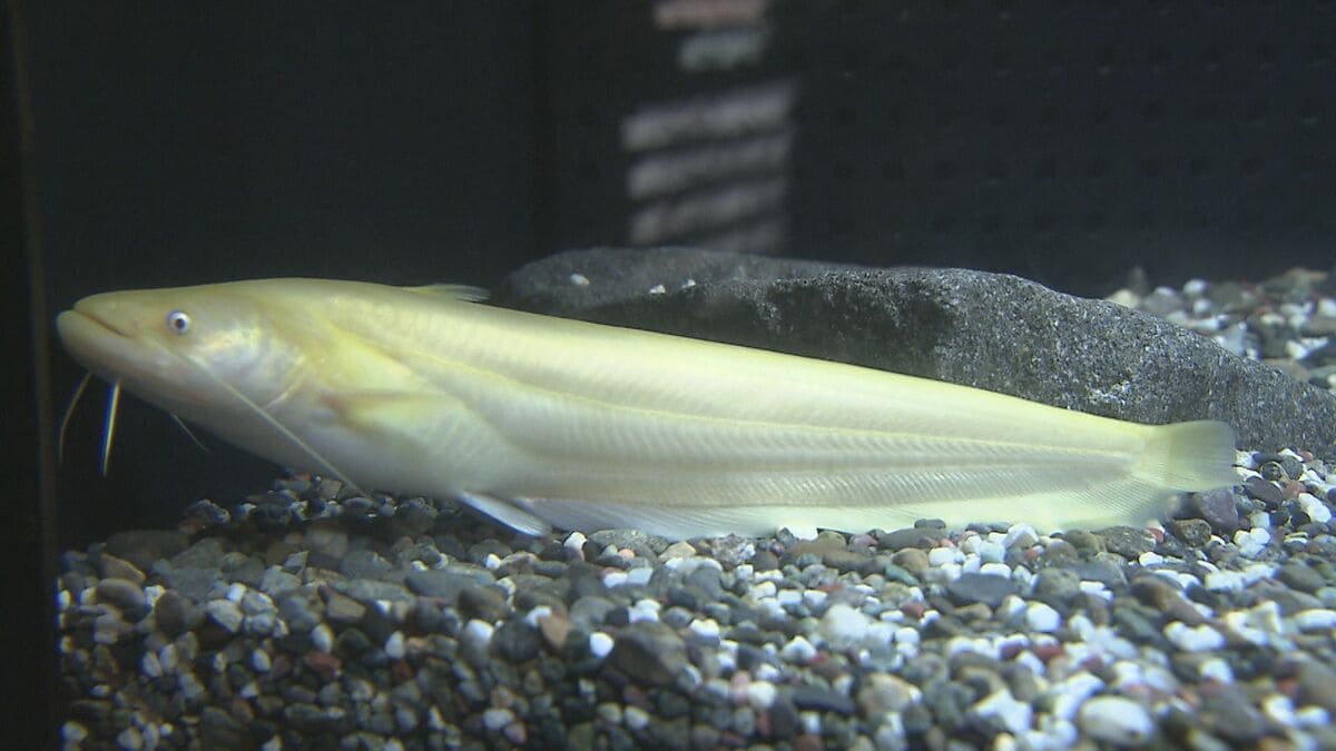 希少な“黄金ナマズ”みつかる 水族館「うみたまご」でお披露目 大分