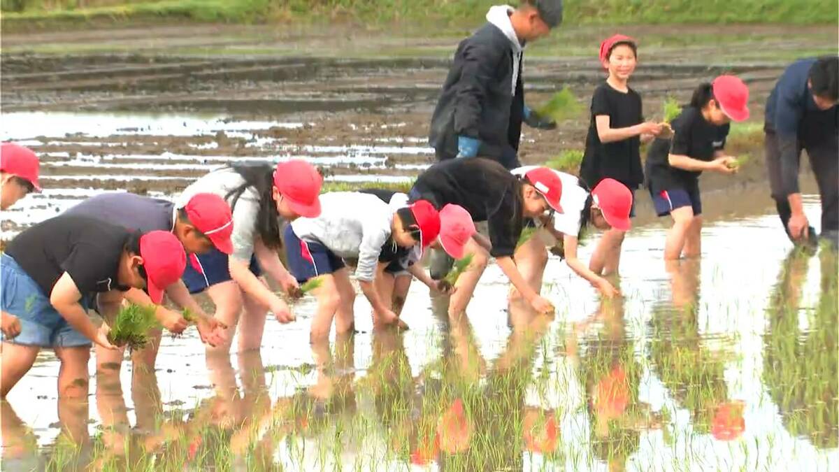 超早場米を子どもたちが田植え「笑顔で食べてほしい」 鹿児島本土で一