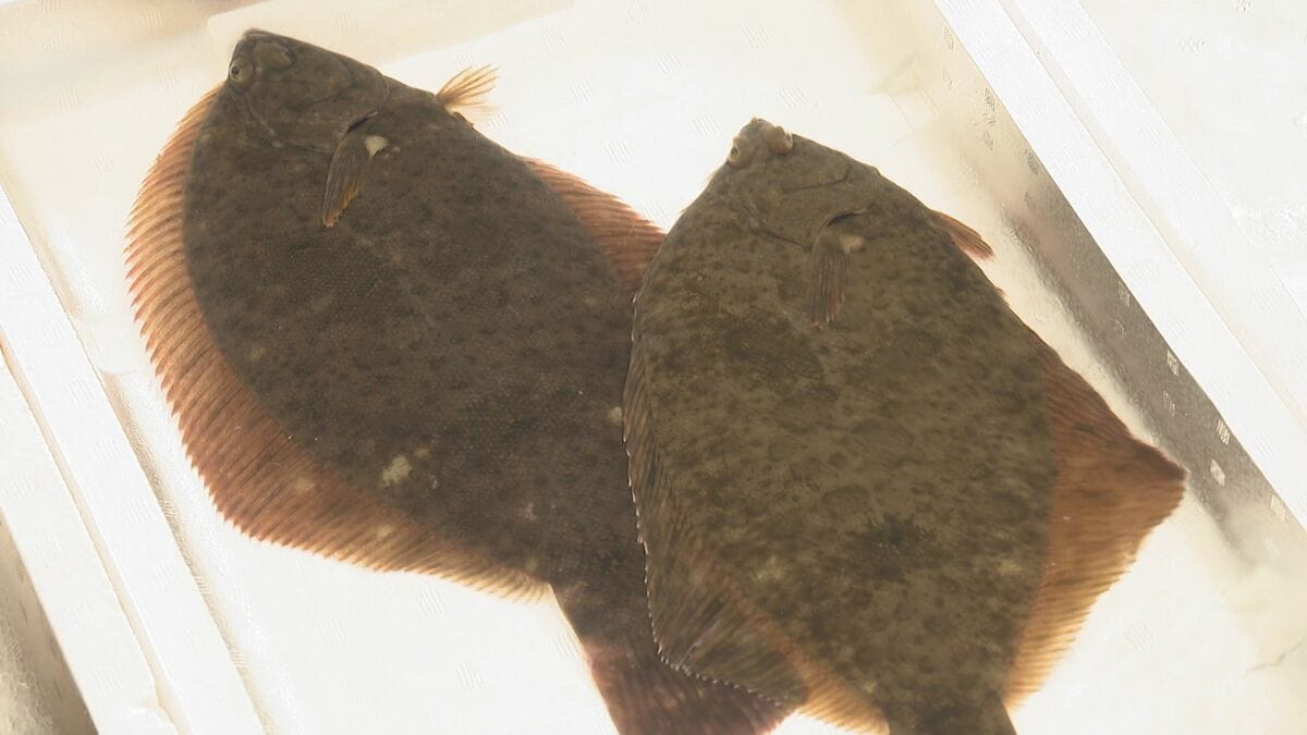 幻の高級魚「城下かれい」がピンチ 漁獲量3分の1に激減、1匹2万円の異常高騰…老舗料亭も連日ヒヤヒヤ