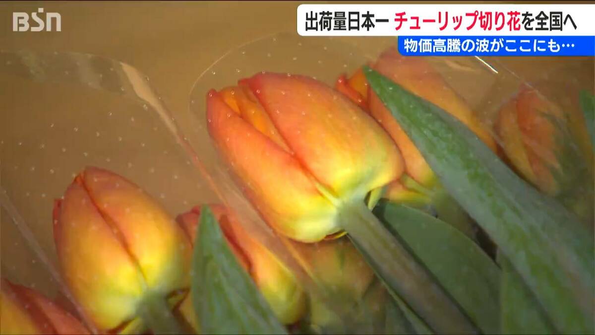 サムネイル_ここにも物価高騰の波「笑顔のために真心こめて育ててきた」出荷量日本一の『チューリップ』“卒業シーズン”の今が最盛期　新潟県