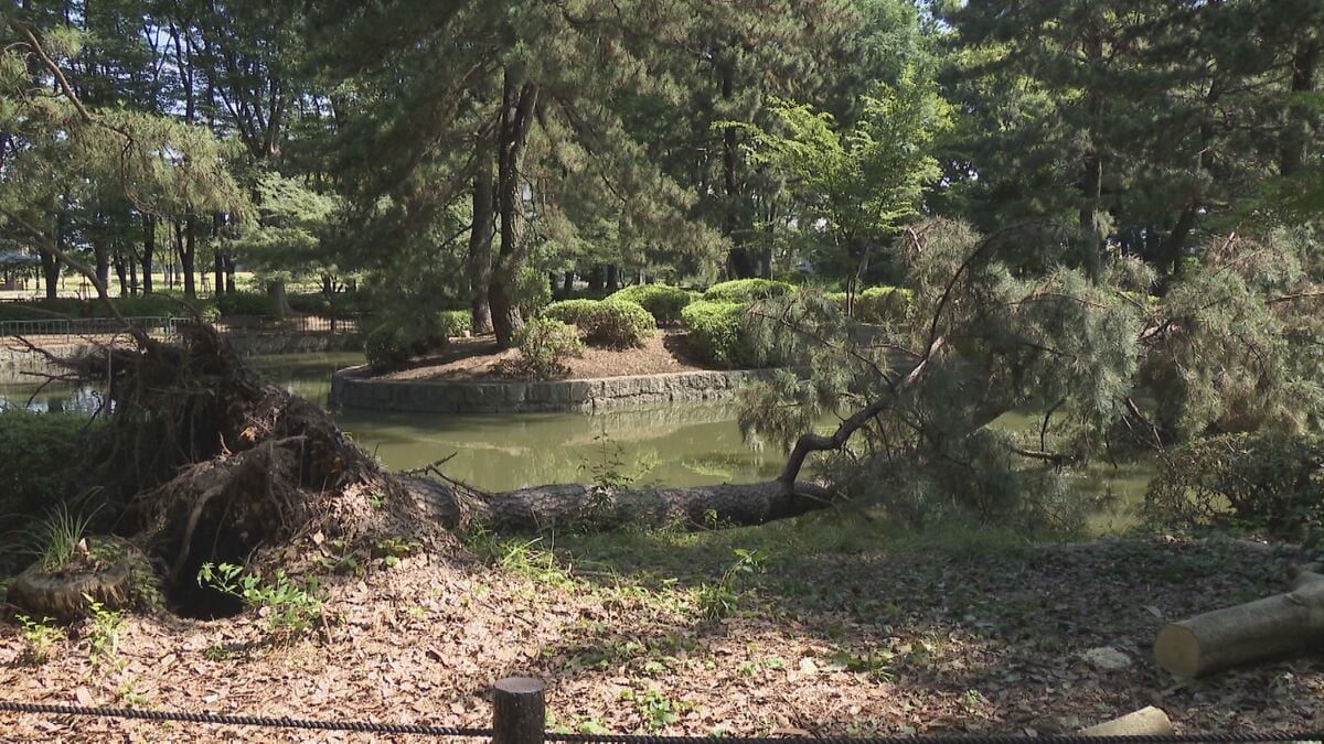 名古屋･名城公園でクロマツ倒れる 高さ約10メートル けが人なし 雨で地盤が緩んだか 付近では先月22日にも倒木