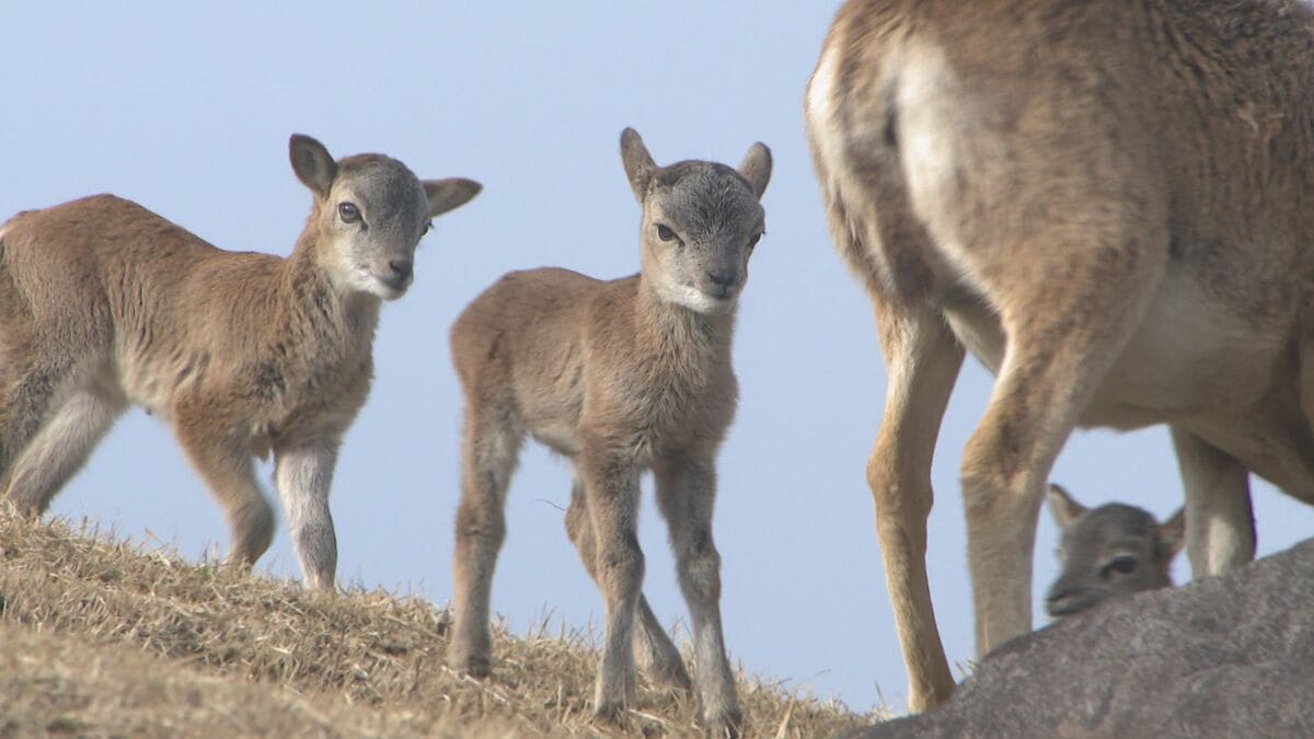 ムフロンシープの赤ちゃんが続々誕生　アフリカンサファリでベビーラッシュ　大分