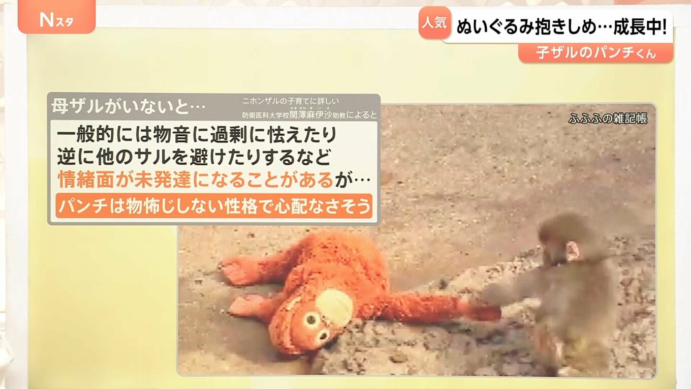 がんばれ!子ザルの「パンチくん」 ぬいぐるみの“お母ちゃん”抱きしめ群れの中で奮闘中【Nスタ解説】 | TBS NEWS DIG (4ページ)