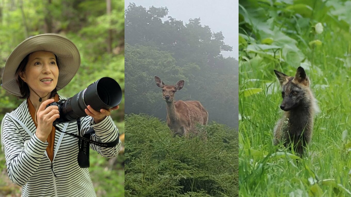磯野貴理子 】 北海道・知床を訪問 豊かな自然で出会ったエゾシカや珍しい「十字ギツネ」などの貴重な姿を公開 | TBS NEWS DIG