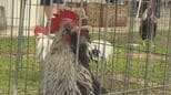 「チャーン」の鳴き声は「タッタ ウエキン」　琉球王国時代から愛される鶏を愛でる うるま市|TBS NEWS DIG