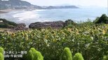 約7000本が咲き誇る　日向市「金ヶ浜ビュー園地」のヒマワリが見ごろ|TBS NEWS DIG