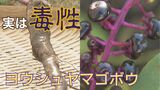 ブドウ?それともゴボウ?食べると命の危険も…秋の危険植物「ヨウシュヤマゴボウ」に注意 | 富山のニュース|天気・防災|チューリップテレビ