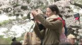 天気は悪かったもののサクラの見ごろが続いた兼六園 観桜期の入園者は前年より8.5%減も過去3番目の多さ|TBS NEWS DIG