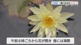 70年前に株分けされたスイレンが池一面に咲き誇る 山口 | 山口のニュース・天気・防災|tys NEWS|tysテレビ山口