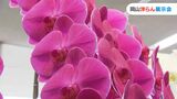 「ピンク色の大輪の花をつけた珍しいコチョウラン」など 色鮮やかな洋らん約100点が並ぶ「岡山洋らん展示会」|TBS NEWS DIG