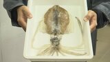足が11本ある「イカ」釣れる　「一夜干しを作ろうとしたら 腕が11本あった」　|　BSSニュース | BSS山陰放送