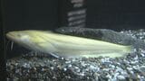 希少な“黄金ナマズ”みつかる 水族館「うみたまご」でお披露目 大分 | 大分のニュース|OBS NEWS|大分放送