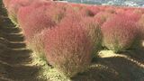 青空と赤のコラボレーション　約1万株のコキアが見頃に　標高1000ｍの山頂に「コキアの丘」　岐阜・郡上市|TBS NEWS DIG