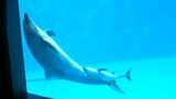 元気にすくすく成長中!ハンドウイルカの赤ちゃんがあす7日から拡大公開 小さくジャンプも 鹿児島 | 鹿児島のニュース|MBC NEWS|南日本放送