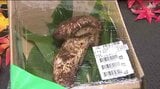 出た！約200グラム・特大サイズで「2万7600円！！」ウキウキです！信州・長和町の道の駅で秋の味覚「マツタケ」地元産のマツタケ入ったおにぎりも登場！「すぐにほおばれるように…贅沢なんです！」　|　SBC NEWS | 長野のニュース | SBC信越放送