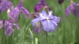 「喜んで帰ってもらうのが一番の楽しみ」 大洲の花しょうぶ園で色とりどりの花が見ごろ 地元有志の保全活動が実を結ぶ 愛媛・大洲市 | 愛媛のニュース - Nスタえひめ|あいテレビは6チャンネル