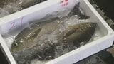 イサキ旬入り宣言 豊後水道で一本釣り…旬の味覚が出荷 「おおいた県産魚の日」制定10周年記念 | 大分のニュース|OBS NEWS|大分放送