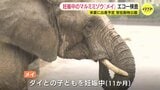 赤ちゃんの大きさは「バスケットボールより少し大きいくらい…」　マルミミゾウのメイ　元気に妊娠中！　動物園がエコー検査を公開　出産･子育てを支えるクラウドファンディングもスタート　広島|TBS NEWS DIG