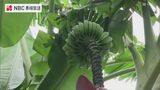 南国でもない長崎県五島市の民家の庭に バナナの実 150本！ 気になるお味は「ちょっと苦い梨を食べている感じ」　|　長崎のニュース | 天気 | NBC長崎放送