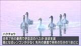 伊豆沼「ハス全滅」でハクチョウ飛来“5分の1に”そのワケは？　宮城　|　宮城のニュース│tbc NEWS│tbc東北放送