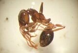 特定外来生物「ヒアリ」防除実施で1000匹から15匹まで減少…範囲の拡大なし 確認から2週間 根絶めざし防除続く 富山 | 富山のニュース|天気・防災|チューリップテレビ