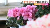 花言葉は“恋の喜び”など 卒業式や入学式を華やかに彩る『アザレアの花』実は9割が新潟産|TBS NEWS DIG