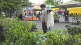商工業の繁栄祈る献木祭 初夏の風物詩「正ノ木祭り」は5日まで 甲府市・稲積神社|TBS NEWS DIG