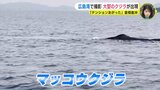 「乗っていた船より大きかった」 広島湾に大型クジラが出現　釣り船から撮影　広島･呉市　|　RCC NEWS | 広島ニュース | RCC中国放送