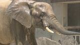 日本初!国内に2頭のみ飼育のマルミミゾウが妊娠 20か月超の妊娠期間を経て出産へ|TBS NEWS DIG
