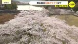 「この時期にまだ見れると思わなかったので感動」鏡山公園の桜が見頃　広島・東広島市|TBS NEWS DIG