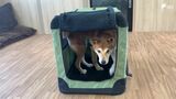 「守れるのは飼い主だけ」ペットの災害対策に必要な備えは? ストレス軽減目指す『ハウストレーニング』の重要性【わたしの防災】 | 静岡のニュース | SBSNEWS | 静岡放送