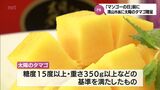 「みやざきマンゴーの日」を前に 「太陽のタマゴ」を宮崎市・清山市長にプレゼント | MRTニュース | MRT宮崎放送