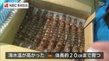 「活きが良くプリップリ!」五島市で正月用クルマエビの出荷 最盛期 | 長崎のニュース | 天気 | NBC長崎放送