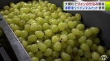 「シャインマスカット」100%使用ワインの仕込み作業はじまる 2.5トンのシャインマスカットから約2000本を醸造「さわやかな甘さも、そのままワインに」 | 青森のニュース│ATV NEWS│青森テレビ