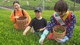 親子で昔ながらの手摘みを体験 収穫最盛期の静岡へ 新茶の摘み取りツアー | 山梨のニュース | UTYテレビ山梨