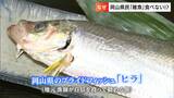 「ママカリ、ヒイラギ、ベラ」瀬戸内海の「雑魚」離れが、今進んでいるらしい?(おいしいのに)【岡山】|TBS NEWS DIG