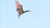 放鳥のトキ 5日間で24件の目撃情報 隣接する町などで確認　|　石川県のニュース｜MRO北陸放送