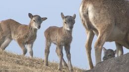 ムフロンシープの赤ちゃんが続々誕生　アフリカンサファリでベビーラッシュ　大分|TBS NEWS DIG