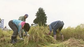 オリジナル日本酒「吾妻翠」で高湯温泉PRへ 関係者が酒米収穫 福島|TBS NEWS DIG