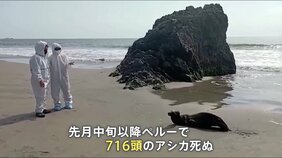 ペルーで鳥インフルエンザが拡大 アシカまで死亡|TBS NEWS DIG