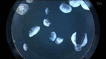 ミズクラゲ ミズクラゲの特徴・見分け方 ｜ 写真から探せる魚図鑑