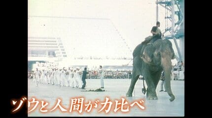 ゾウ16頭が街中を大行進？52年前に開催の「大阪万博」ゾウが
