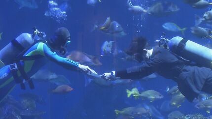 約3000匹の魚たちに囲まれ“水中入社式” ｢お客様と生き物の架け橋と