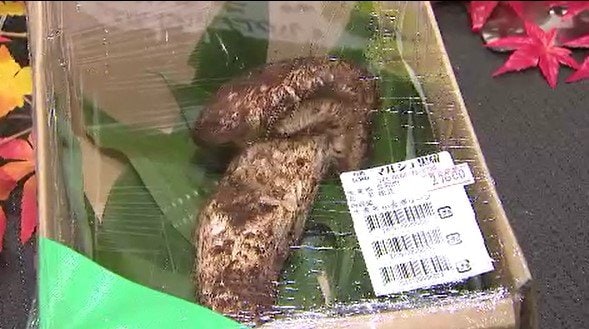 出た！約200グラム・特大サイズで「2万7600円！！」ウキウキです！信州・長和町の道の駅で秋の味覚「マツタケ」地元産のマツタケ入ったおにぎりも登場！「すぐにほおばれるように…贅沢なんです！」　|　SBC NEWS | 長野のニュース | SBC信越放送