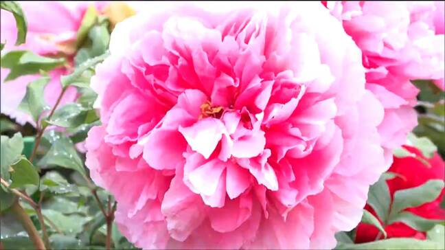 「花との会話ができてうれしいです」色鮮やかなボタンやツツジが訪れた人を癒す　宮城・金蛇水神社|TBS NEWS DIG