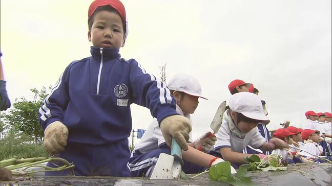 「でかく、おっきく育ってほしい」小学生がサツマイモの苗植え体験　福島・会津若松市|TBS NEWS DIG
