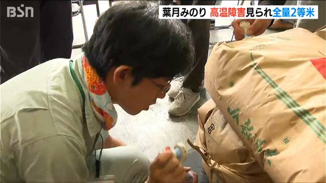 「猛暑と雨不足の影響で全量2等米」極早生品種『葉月みのり』初検査 高温障害でも味に影響なし 新潟|TBS NEWS DIG