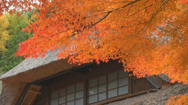 「きれいで見とれています」　紅葉×富士山×茅ぶき屋根　モミジやイチョウが色づき見頃　山梨・西湖いやしの里根場|TBS NEWS DIG