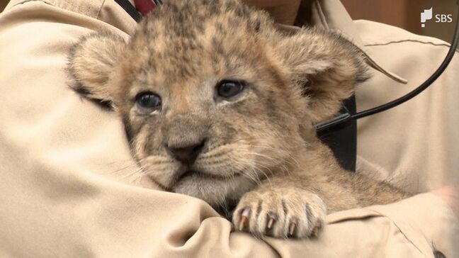 「とにかく好奇心旺盛」四つ子の誕生は16年ぶり 富士サファリパークでライオンの赤ちゃん生まれる=静岡・裾野市|TBS NEWS DIG