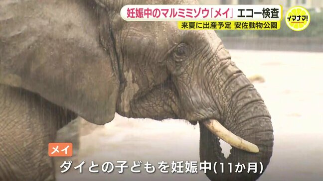 赤ちゃんの大きさは「バスケットボールより少し大きいくらい…」　マルミミゾウのメイ　元気に妊娠中！　動物園がエコー検査を公開　出産･子育てを支えるクラウドファンディングもスタート　広島|TBS NEWS DIG